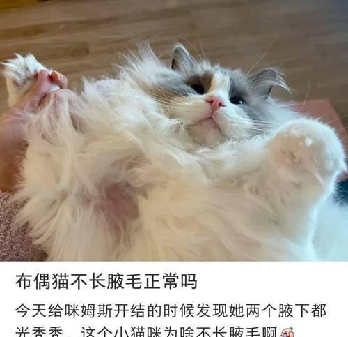 让小猫不长胖的秘诀（健康饮食与适当运动）