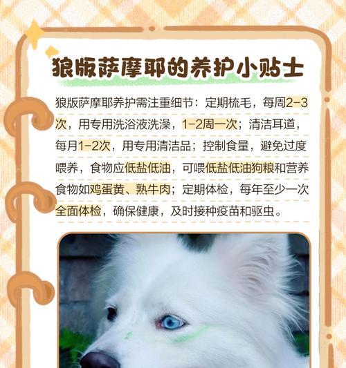 了解萨摩耶的食量及如何养出健康的萨摩（萨摩耶的食量特点和喂养建议）