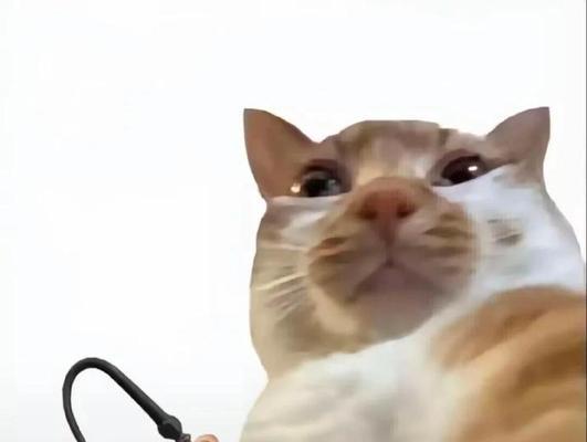 沙雕橘猫（暗中观察的动物生活，可爱沙雕橘猫的秘密行为）