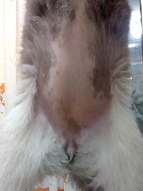 哈士奇怀孕的判断方法及注意事项（了解哈士奇怀孕的迹象和护理要点，呵护宝宝的健康成长）
