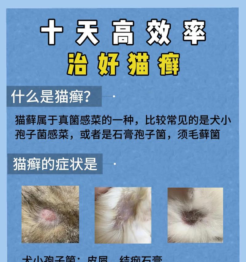 养新猫需等待的时间——猫瘟传染期（猫瘟传染期长短与养新猫的最佳时机）