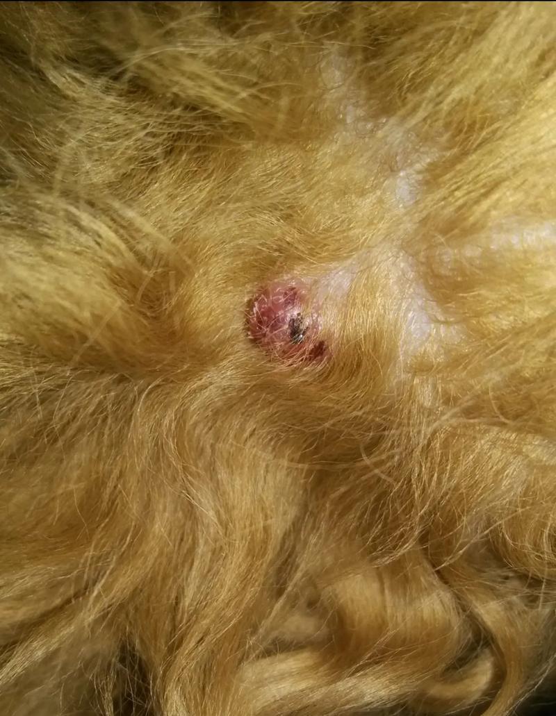 狗嘴边上长了个硬包！是什么原因引发的呢？（了解狗嘴边硬包的成因和应对方法）