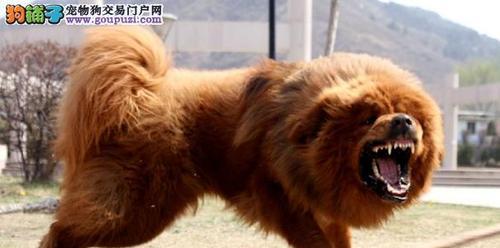 揭开以CKA纯种犬协会真相（了解CKA纯种犬协会的背后秘密与争议）