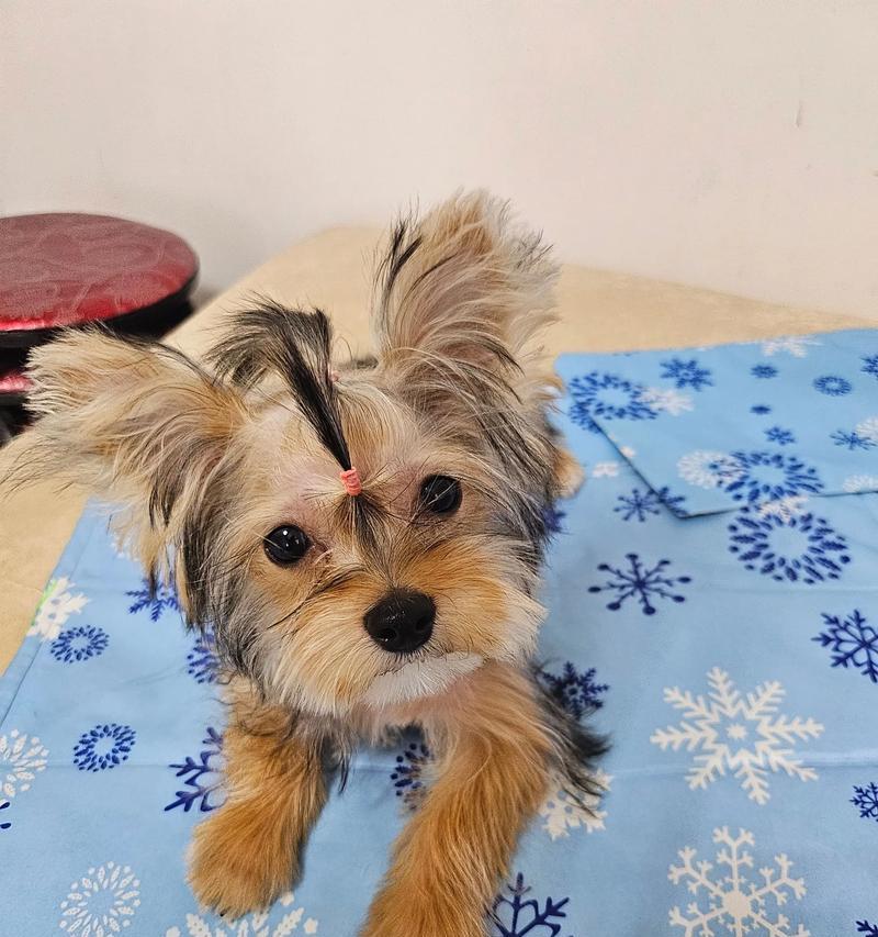 如何在家给狗狗洗澡（简单有效的狗狗洗澡步骤，让你成为宠物美容师）