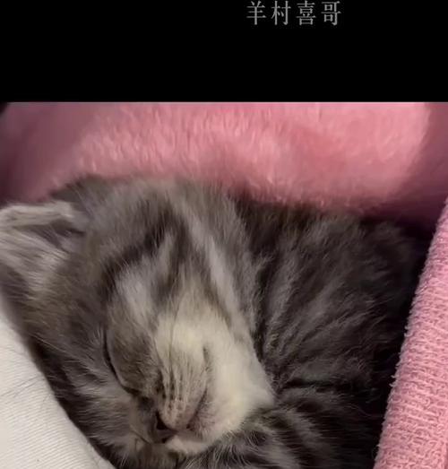 从活泼调皮到安静乖巧——猫咪几个月开始变安静的原因（猫咪发育阶段中的安静转变及其心理因素）