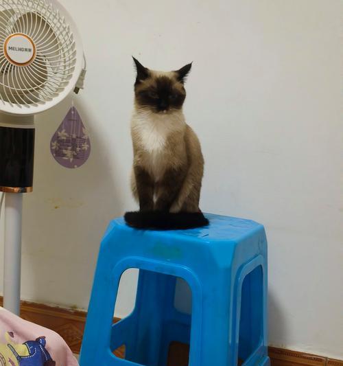 新家的陌生角落，猫咪的天堂（探寻猫咪隐藏角落的秘密）