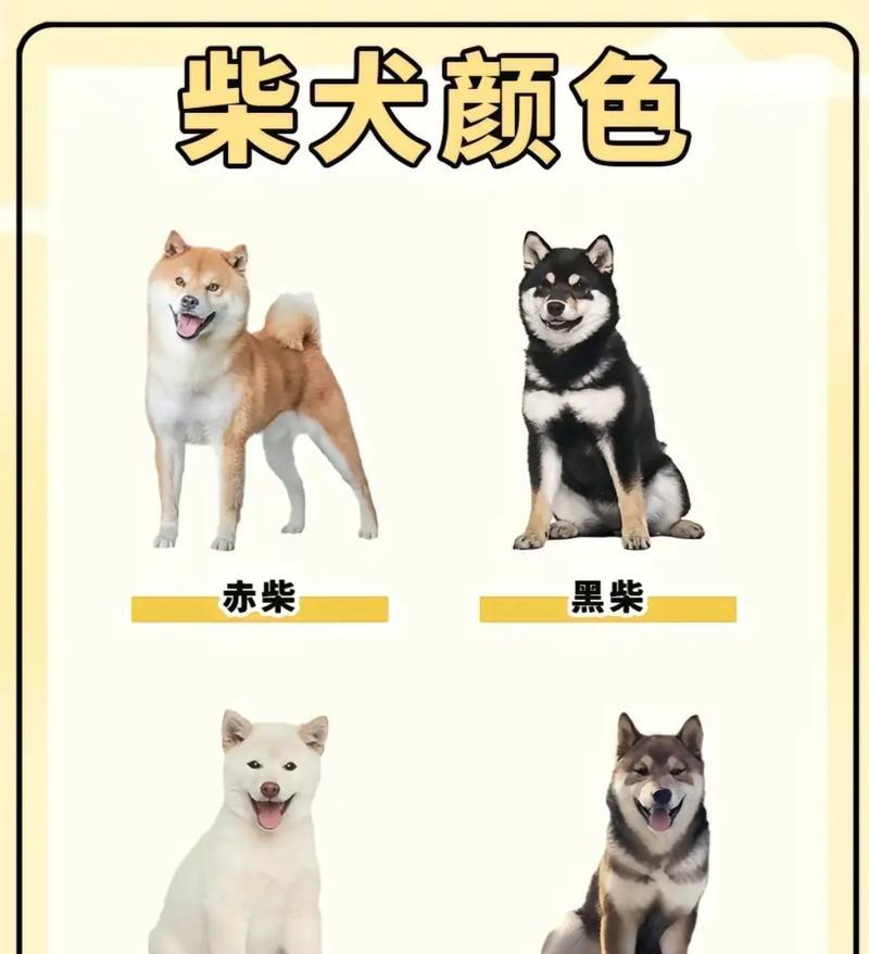 柴犬的定型期是几个月？（探索柴犬成熟期的关键阶段及特征）