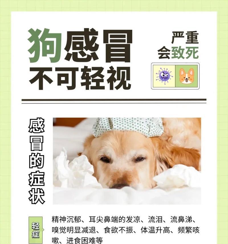 小狗凌晨干咳的原因与解决方法（呼吸道感染引起的夜间干咳症状及其处理）