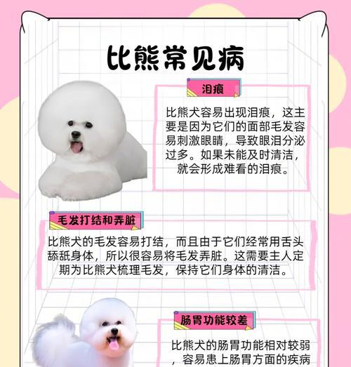 比熊犬的饲养要点（打造幸福比熊家庭，从这5个要点开始）