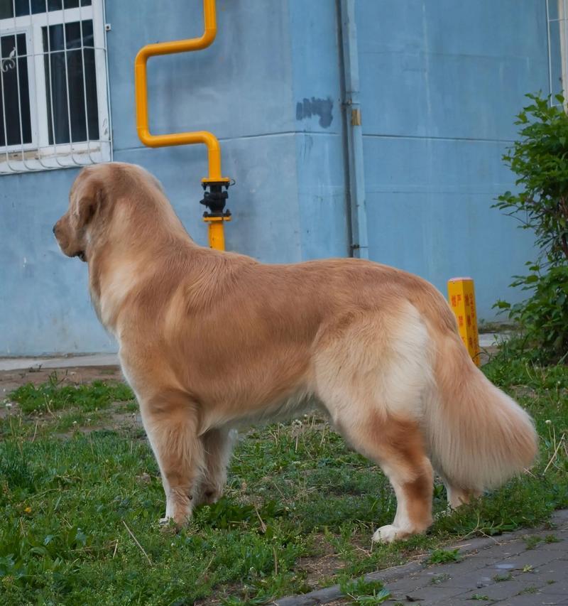 养金毛犬的必备物品与准备方法（为你的金毛犬准备一个舒适的家）