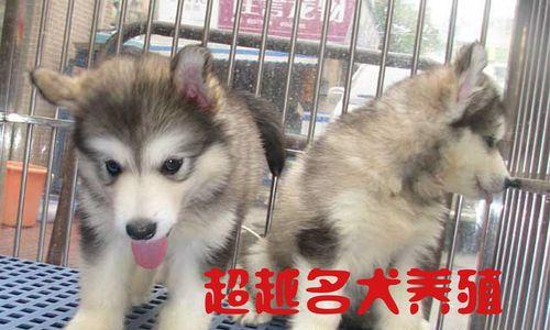 北京宠乐名犬（北京宠乐名犬的健康、品种和服务受到广泛赞誉）