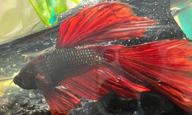 半月烧尾治疗方法详解（探索半月烧尾康复的关键方法及注意事项）