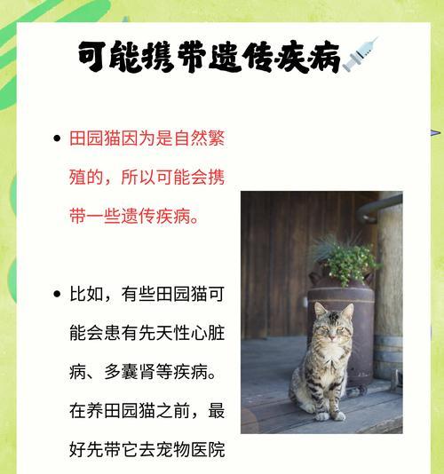 田园猫为何频繁遭遗弃？（探究背后的原因和解决之道）