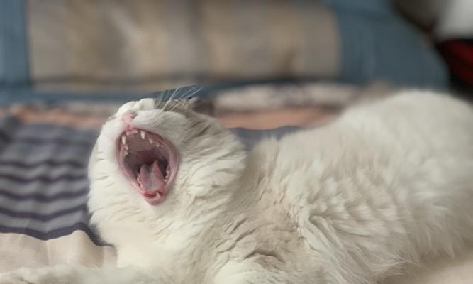 探寻布偶猫大丽丽的血统特征（了解布偶猫大丽丽的家族背景及遗传特征）