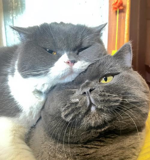 猫咪相亲（流程详解，让猫咪找到最佳配对）