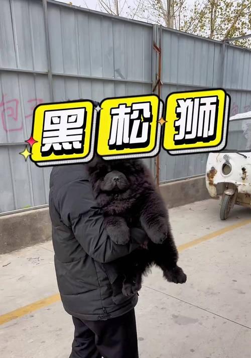 如何科学喂养松狮犬（养松狮犬需注意的事项与方法）