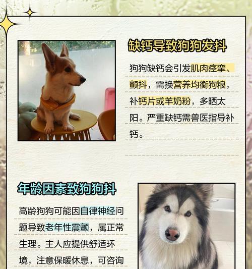 哈士奇为什么会拥有长毛？（探究哈士奇长毛的原因及特点）