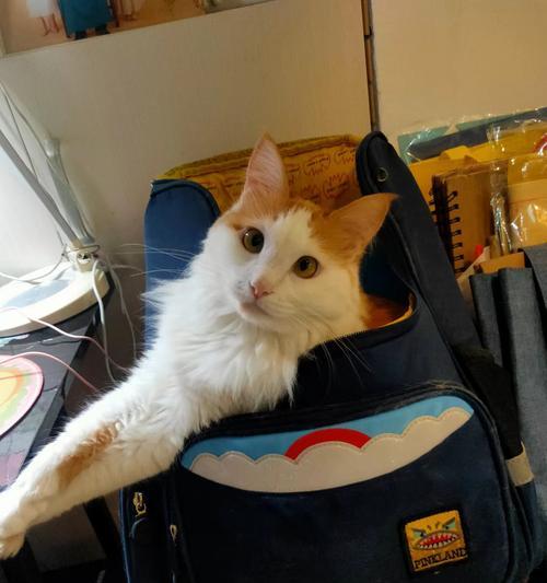 小猫带给生活的发现（探索小猫世界的惊喜与感悟）