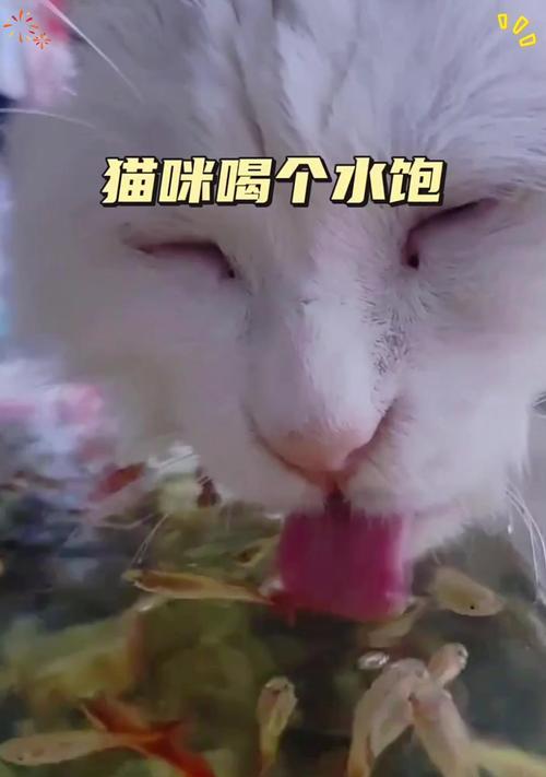 小猫喝水的正确方式（如何选择适合小猫的饮用水和喂水方式）