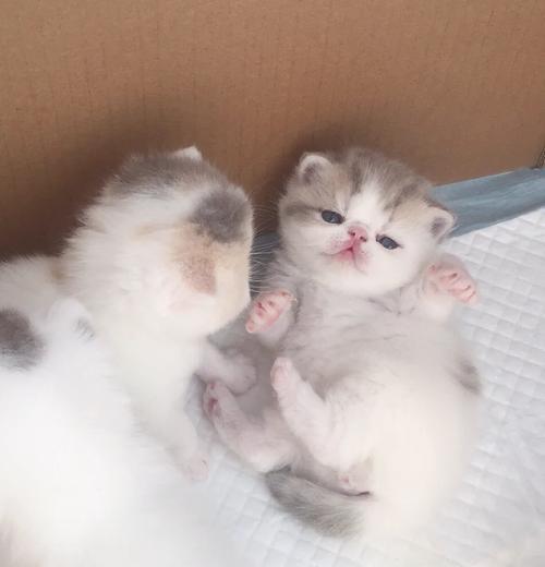 成年猫如何适应新环境？