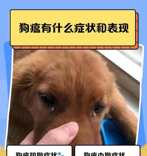 狗也会感染冠状病毒（探究狗感染冠状病毒的原因与预防措施）