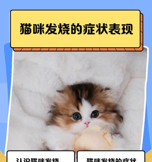 猫咪发烧怎么办？有效的降温方法解析（了解猫咪发烧原因，采取正确的降温措施）