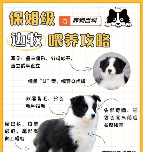 小狗的聪明特点（揭秘小狗的智商和学习能力）