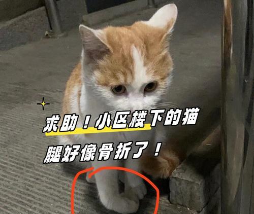 猫咪后腿站不起来一直叫的原因与解决方法（揭开猫咪后腿站立困难背后的真相，让它们恢复活力和健康）