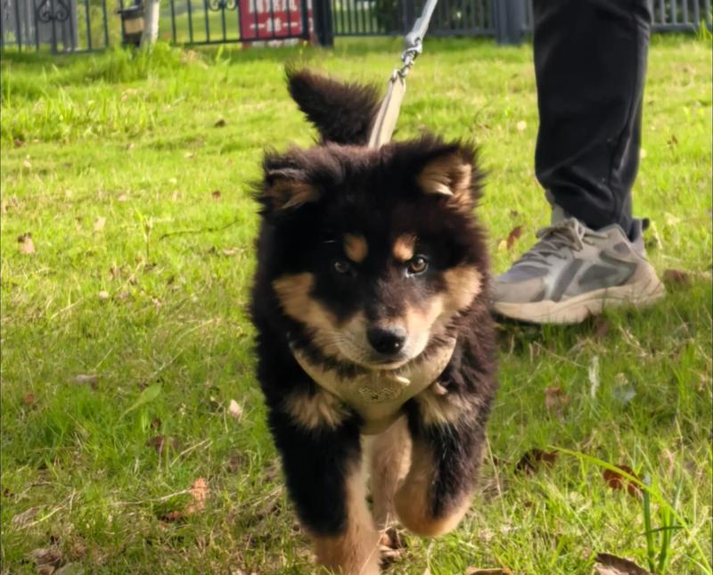 四眼土狗血统与特征解析（揭秘四眼土狗的血统背景及其特征，探究其独特之处）