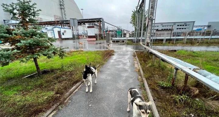 探寻以蓝毛狗的品种之谜（揭秘以蓝毛狗的神秘面纱）