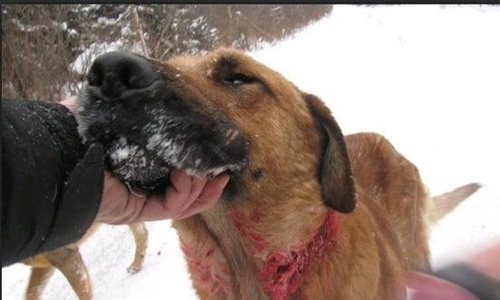 土狗捕猎训练的有效方法（探索土狗捕猎技巧，提升猎犬实力）
