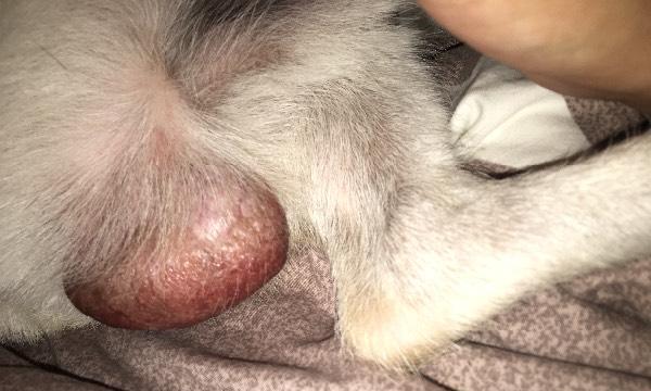 狗狗阴茎突出的原因及应对方法（解决狗狗阴茎突出问题，让它健康快乐生活）