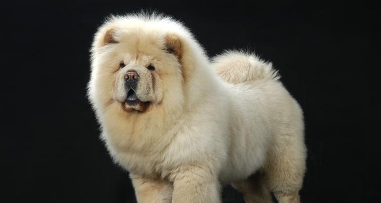 狗狗多大性格会变沉稳（了解狗狗成长过程，探寻性格变化的规律）