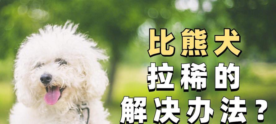 比熊怀孕期间出现拉稀问题的原因及解决方法（比熊怀孕拉稀，该如何应对？）