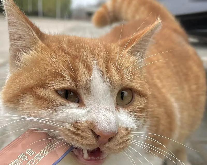 以断尾巴的猫可以养吗？（考虑猫咪的福祉和适应能力）
