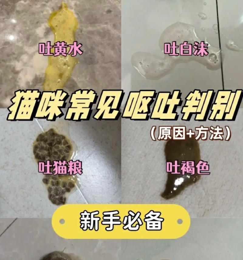 幼猫肠胃炎的致命威胁（肠胃炎导致幼猫死亡率居高不下，如何预防关键在于饮食和卫生）