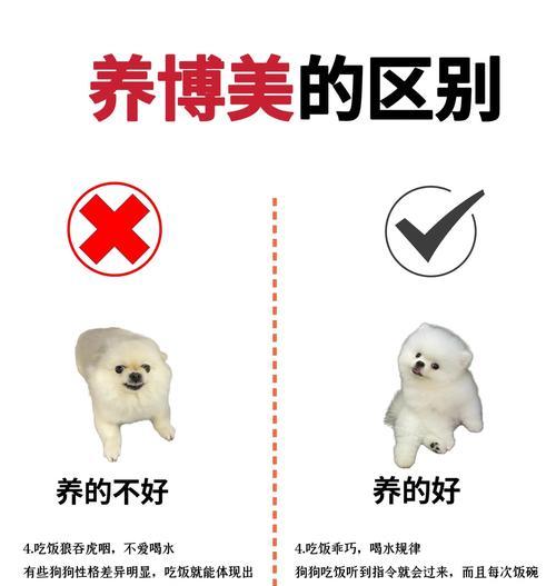 博美快速长毛的秘密揭秘（探索博美长毛的食谱和护理方法）