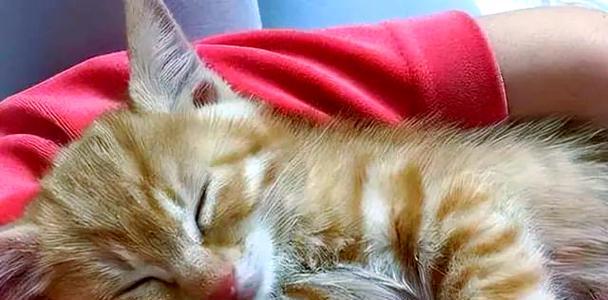 猫的神秘世界（通过猫的感觉来探索它们的奇妙世界）