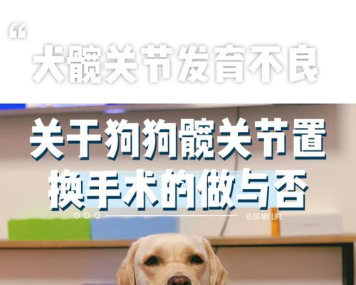 狗狗骨盆断裂的康复指南（狗狗骨盆断裂的恢复方法与注意事项）