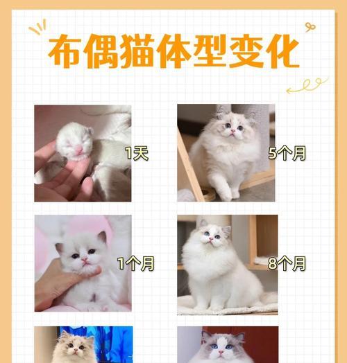 如何正确养育两个月大的布偶猫（从饮食到训练，助你成为贴心的布偶猫主人）