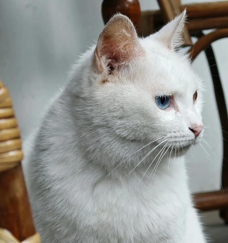 异瞳白猫的脾气不好？解析其真实性格特点（探究异瞳白猫的脾气是否真的有问题）