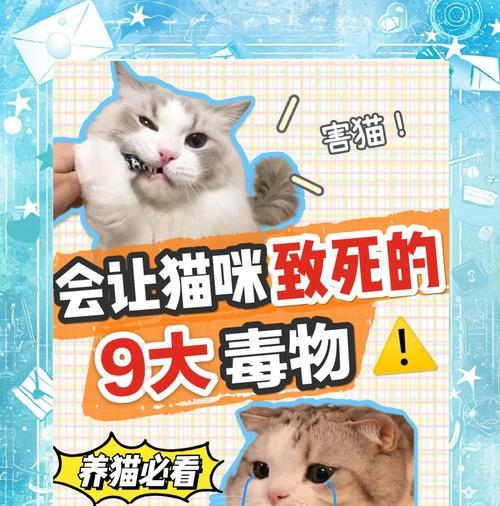 猫患血尿症该如何治疗？（探索合适的药物疗法与饮食调整方案）