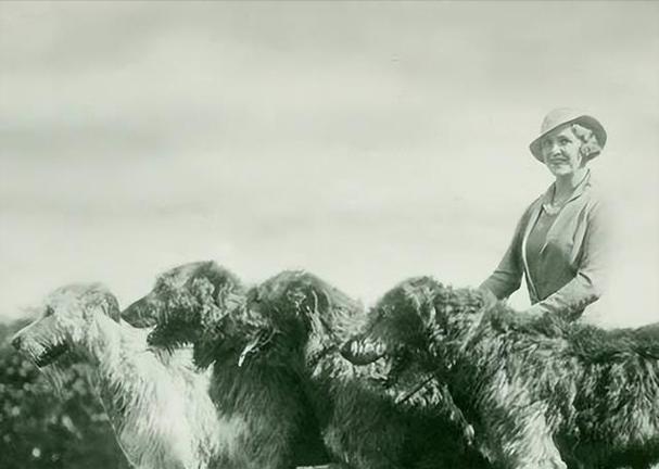 世界上体型最大的五种猛犬（探秘猛犬世界，巨无霸狗种的魅力）