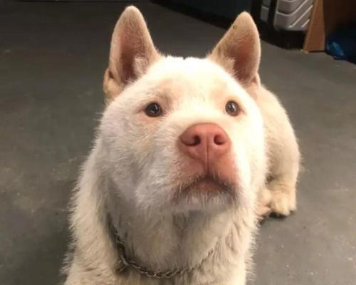 司犬（探寻司犬特点，揭示它们令人惊叹的能力和价值）