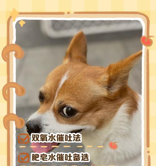 如何快速有效地给狗增肥（掌握正确的饮食和运动方法，让您的狗健康增重）