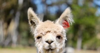 以旅行世界探险能出欧洲犬吗？（欧洲犬的旅行适应性及养护要点）