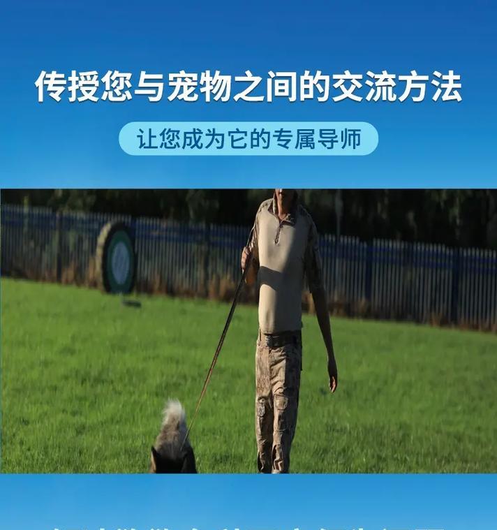 让狗狗上我身上的方法（训练狗狗和主人的亲密关系）