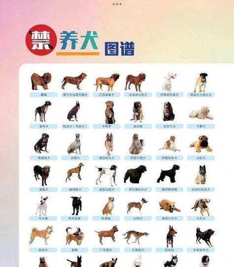 饲养这几种狗狗费钱如流水（慎养！这些狗狗养起来金钱不够用）