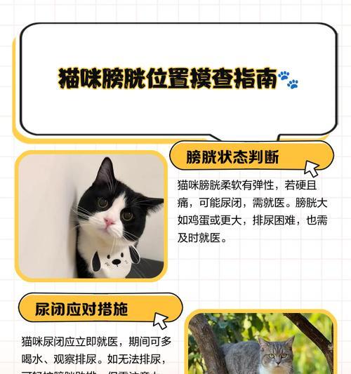 小猫喜欢闻裆部，如何应对？（快速解决猫咪对人裆部的喜好问题）