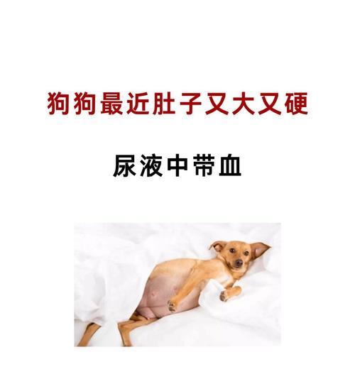 狗狗喝水量突然增大可能的原因（狗狗喝水量增加的表现、常见原因和处理方法）